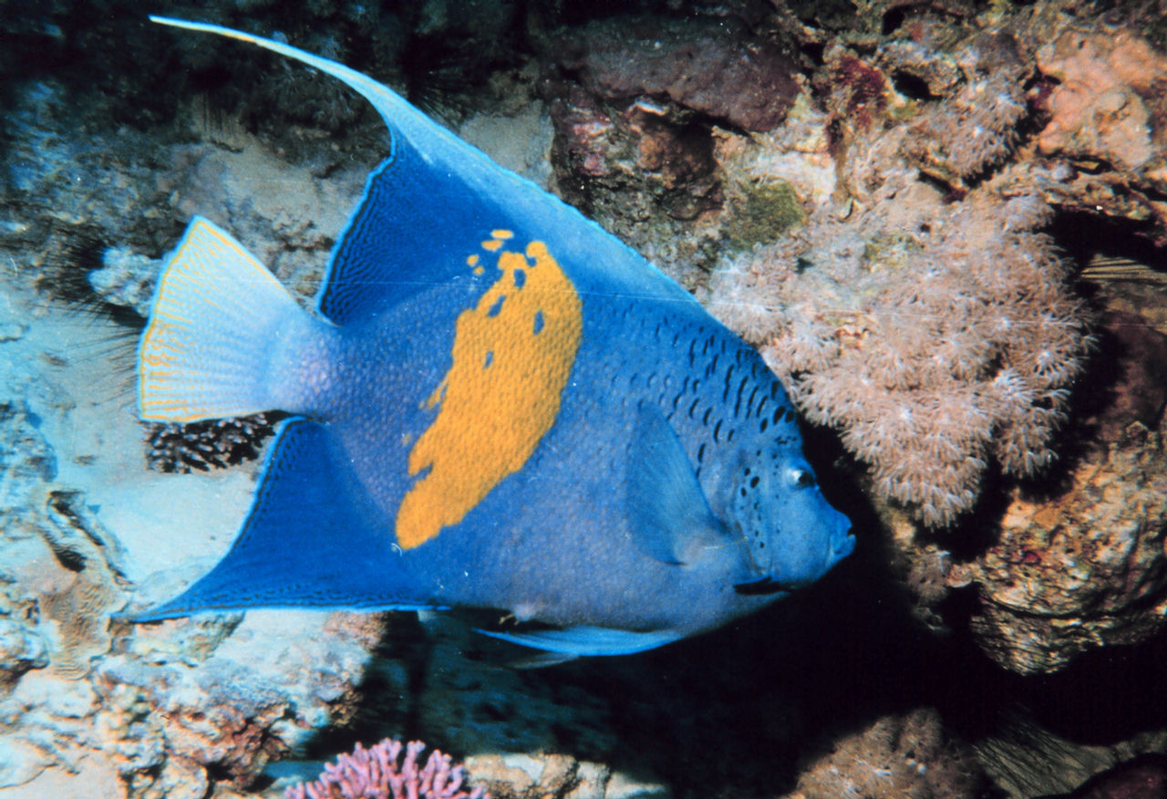 Pomacanthus maculosus (Pesce angelo maculato)